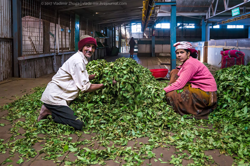 Экскурсия на завод чая в Индии
