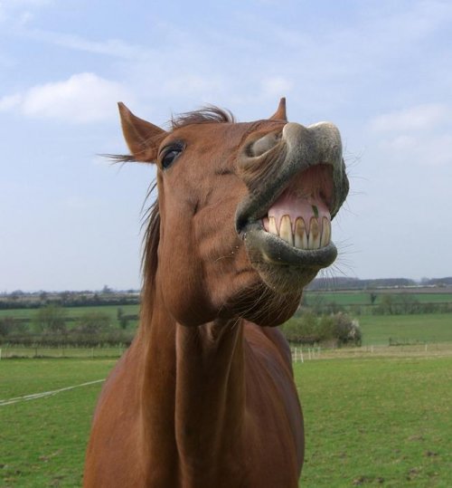 Животные, которые заразят вас своим смехом (33 фото)