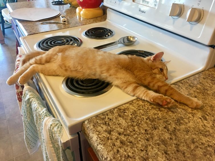 Смешные кошки