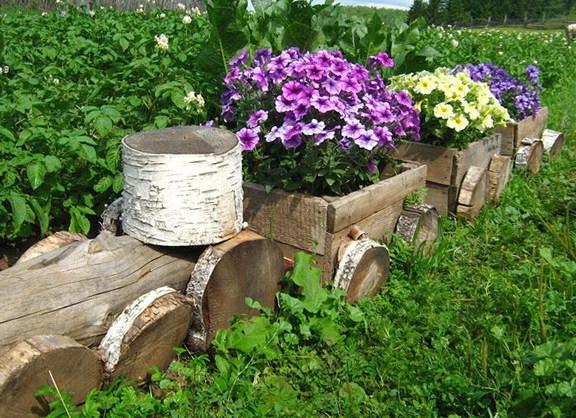 Сад и огород своими.. Какими цветами украсить клумбу..