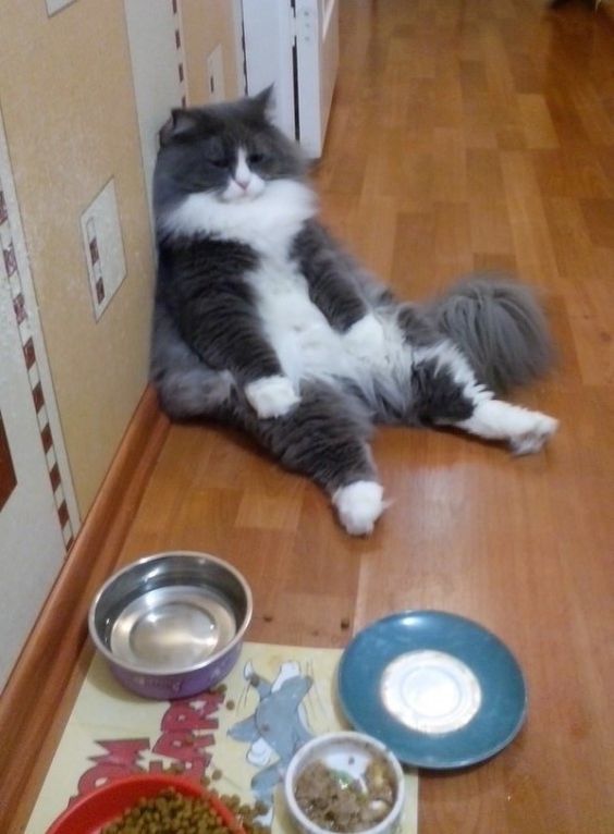 Что за чудо эти кошки! Что за чудо эти кошки!