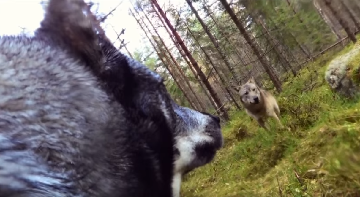 Поединок охотничьей собаки с волками удалось заснять благодаря камере GoPro  на ее ошейнике  (видео)
