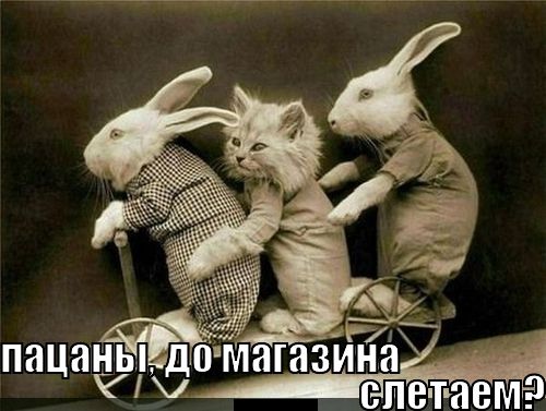 Котэшки