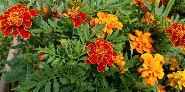 15 красивых однолетников, которые цветут всё лето