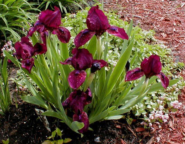 Ирисы. Обсуждение на LiveInternet - Российский Сервис Онлайн-Дневников