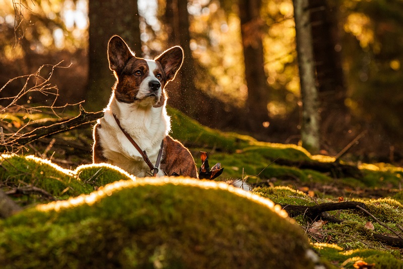 ������ ����� �����-�����. ����