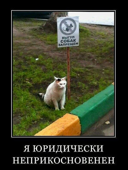 Смешные кошки