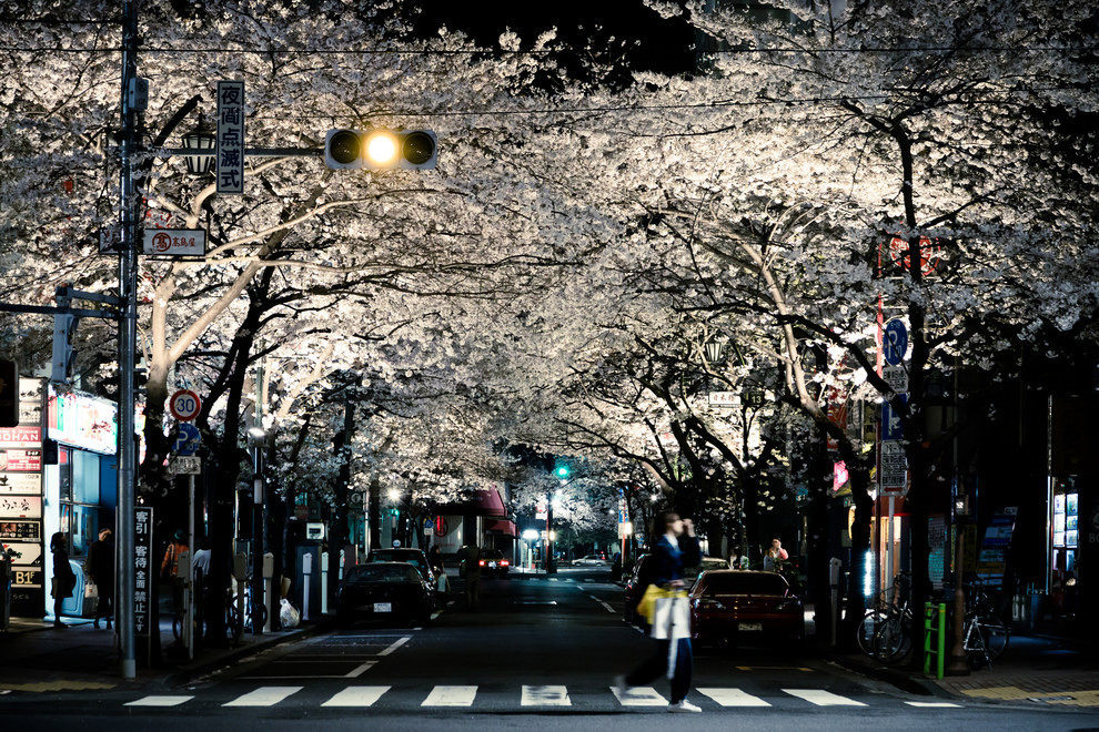 1. Только взгляните на эту улицу цветущих деревьев! путешествие, фотография, япония