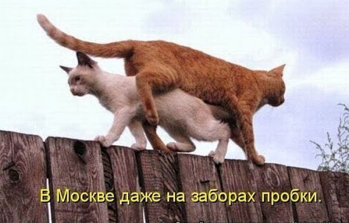 Смешные кошки