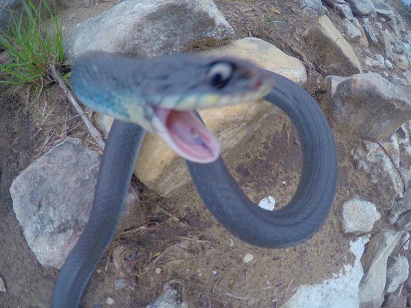 Прикольные животные, которых не плохо кормят животные, коты, прикол, юмор