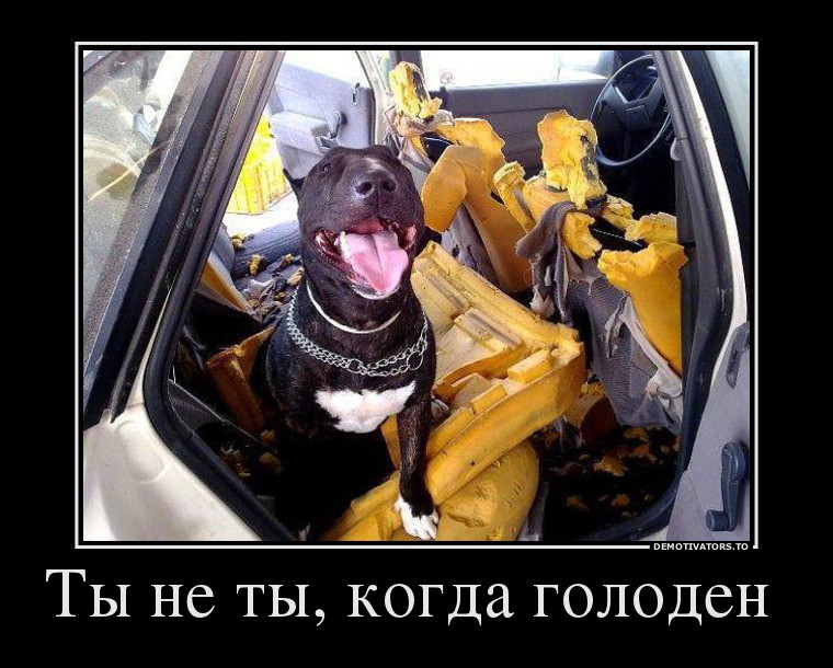 Ты не ты когда голоден! Ты не ты когда голоден, позитив, прикол, юмор