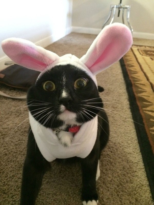 Прикольные животные, которых не плохо кормят животные, коты, прикол, юмор