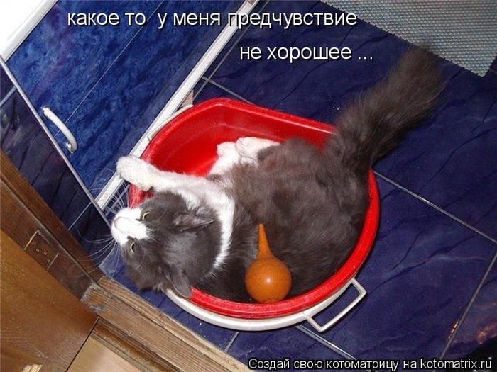 Как сделать котенку клизму в