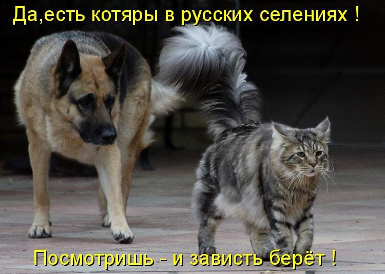 Котоматрица (81 фото)