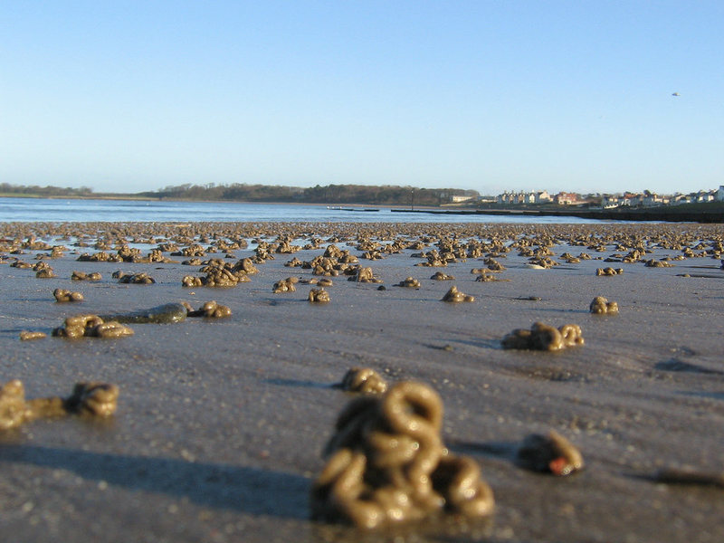 The entrance to lugworms' burrows is marked by worm-like coils of sand.