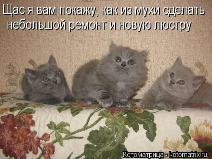 Котоматрица №32