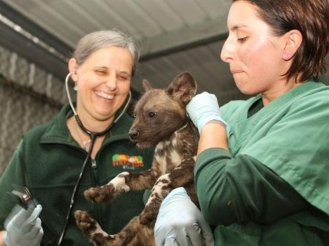 В Австралии, в зоопарке Перта, родился щенок диеговой собаки.
