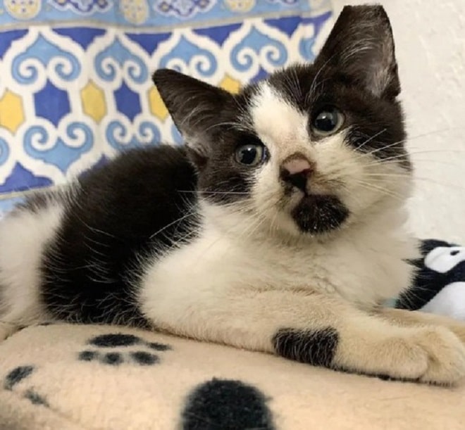 Грустный котенок Котенок лежит