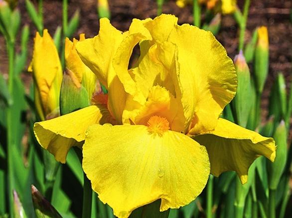   Iris Barbata-Elatior