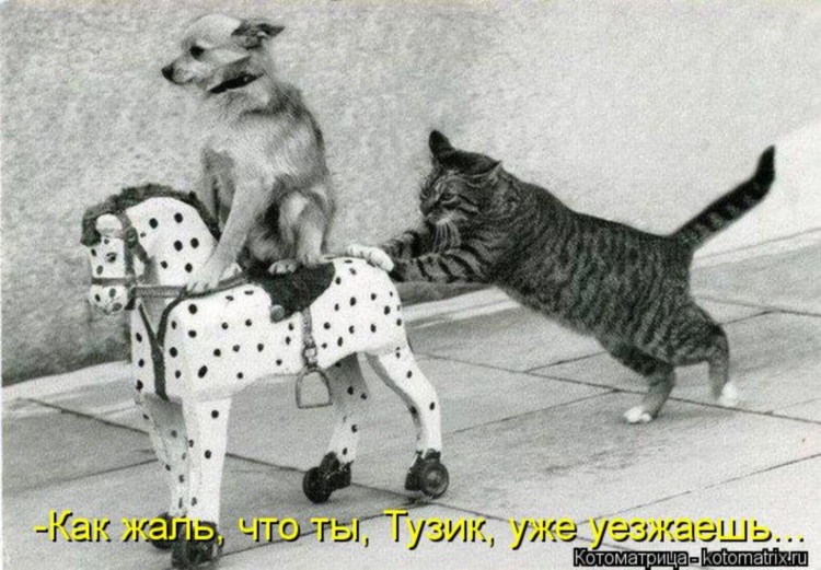 Пятничная котоматрица! Пятничная котоматрица!