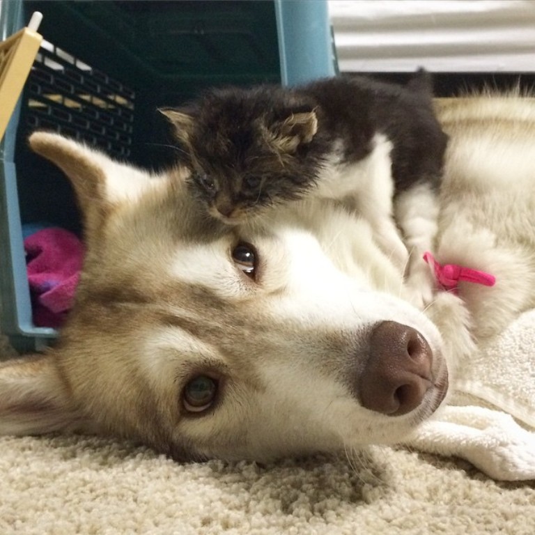 Собака хаски спасла жизнь маленькому котенку.