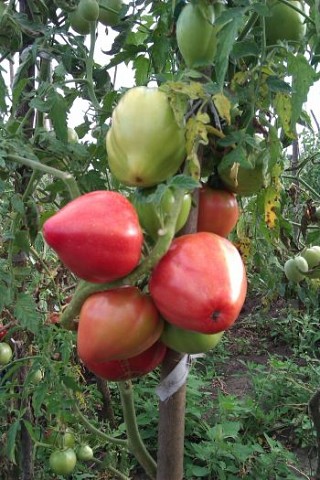 Уход за высокорослыми томатами
