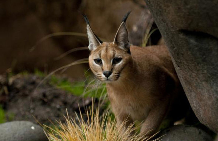 В Орегонском зоопарке впервые показали детенышей каракала каракал, котята