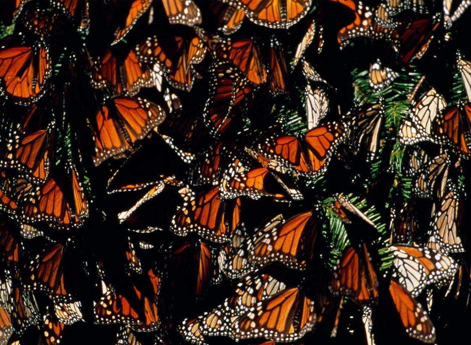 butterfly09 Миграция бабочек   монархов