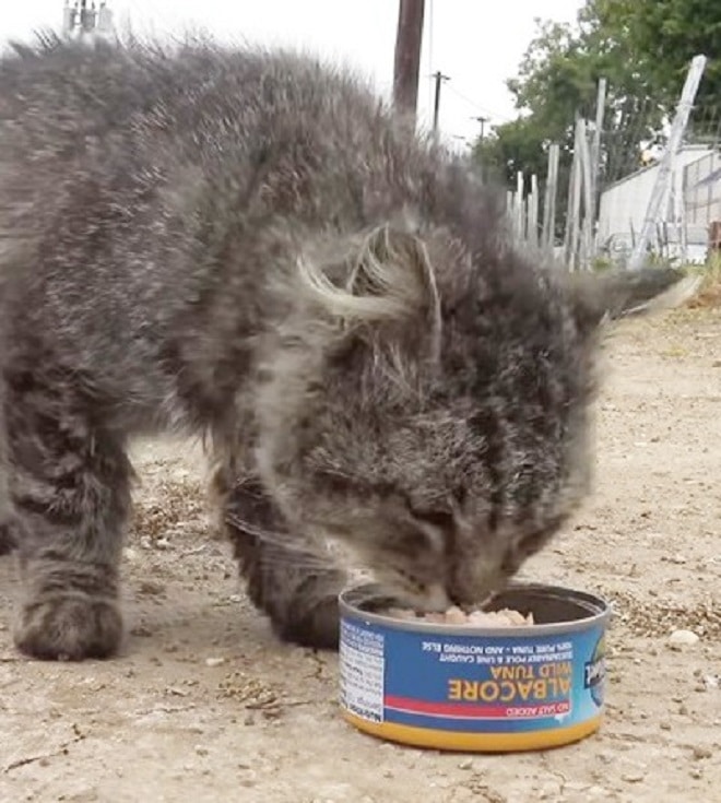 Кошке дали еду Кошка ест консервы