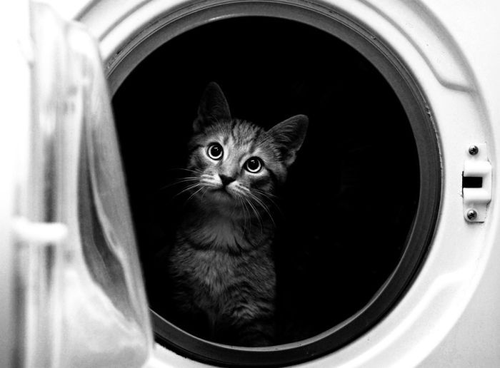 Смешные и просто красивые фотографии кошек (136 фото)