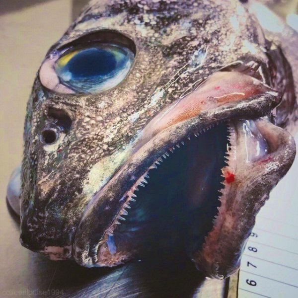 Чудища морских глубин Чудища морских глубин