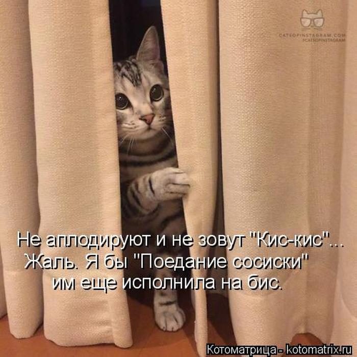 Лучшие котоматрицы недели