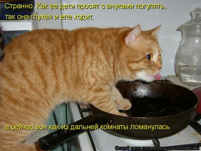 Лучшие котоматрицы недели (49 фото) Забавный котопост