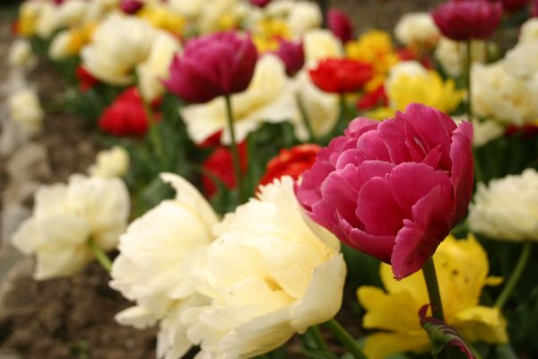 Цветут Махровые Ранние тюльпаны