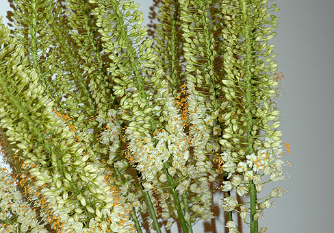 Эремурус (Eremurus) Эремурус (Eremurus)