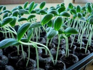 Огуречная рассада Огуречная рассада