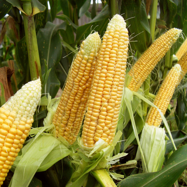 Navidoo: Кому верить. Российский ученый опроверг выводы скандального исследования генномодифицированной кукурузы
