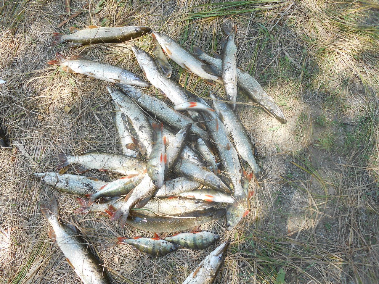 Как мы ездили на рыбалку в Астраханскую область Ахутба 2013, Ашулук 2014, астраханские судаки, кот-обжора, рыбалка в жару 60С°
