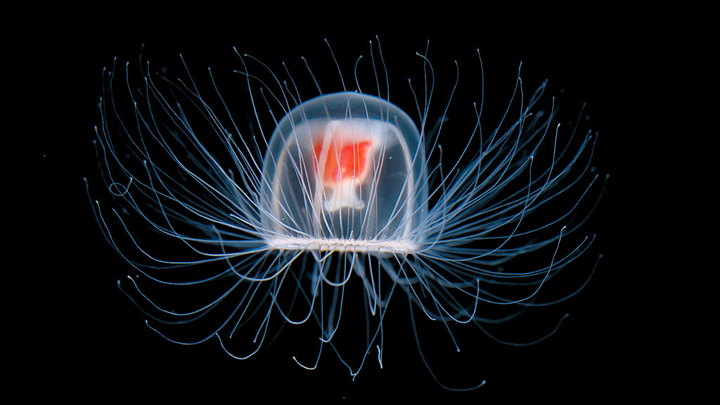 Бессмертная медуза. выживание, животные, наука