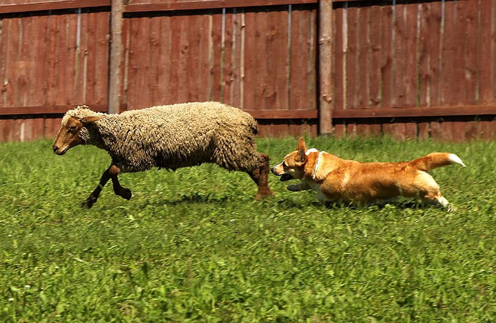 ������ ����� �����-�����. ����