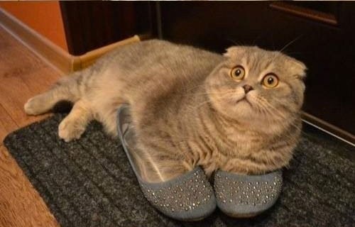 Неловкие моменты из жизни кошек Неловкие моменты из жизни кошек