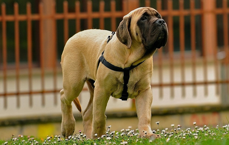 самая большая порода собак: Английский мастиф. фото