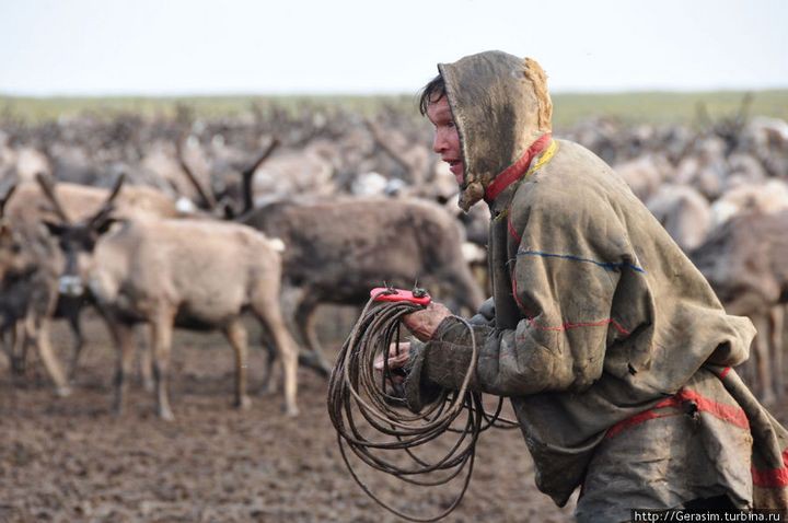 Ханты, как они есть. Полуостров Ямал география, ямал