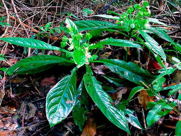 ��������� ������� / Gloxinia barbata