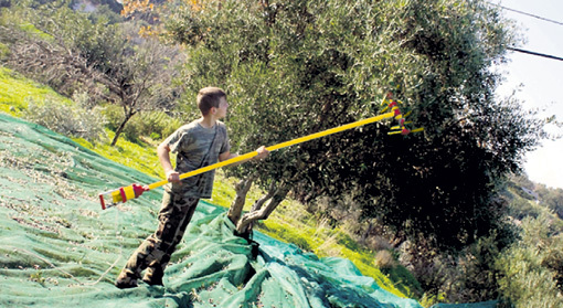 Тысячи наших граждан с конца октября и до Нового года нелегально нанимаются сборщиками оливок и маслин... Фото: krit-vnutri.livejournal.com