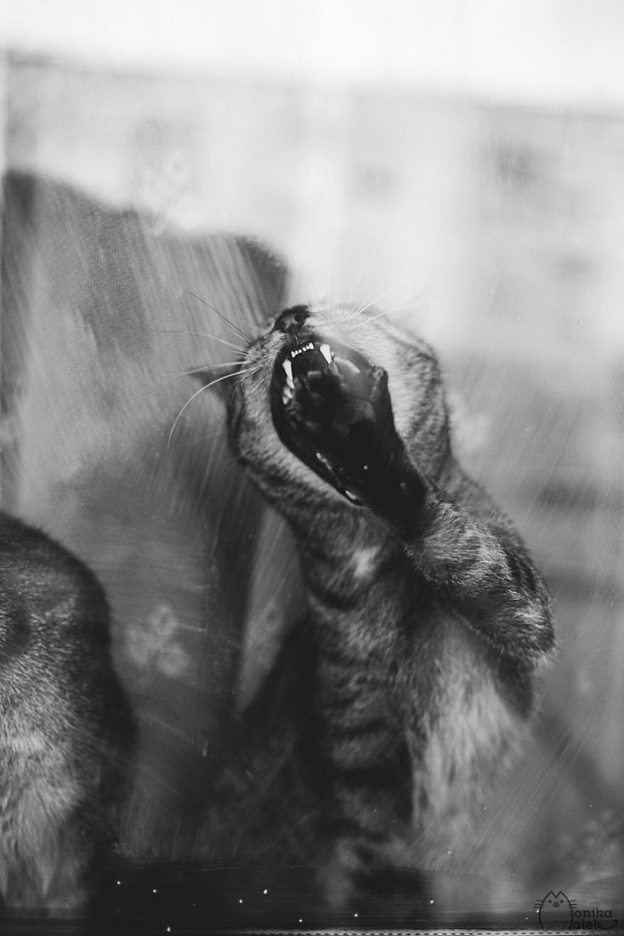 Кошачий мир Monika Małek