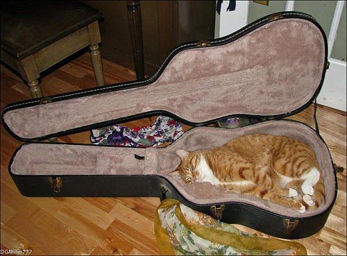 Как спят коты и кошки Как спят коты и кошки...