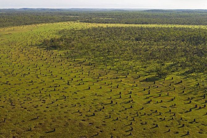 Эти удивительные жилища построили животные