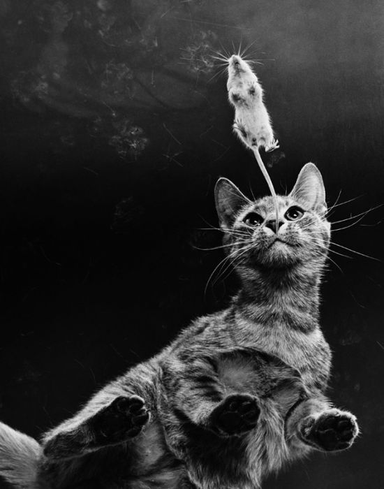 Смешные и просто красивые фотографии кошек (136 фото)