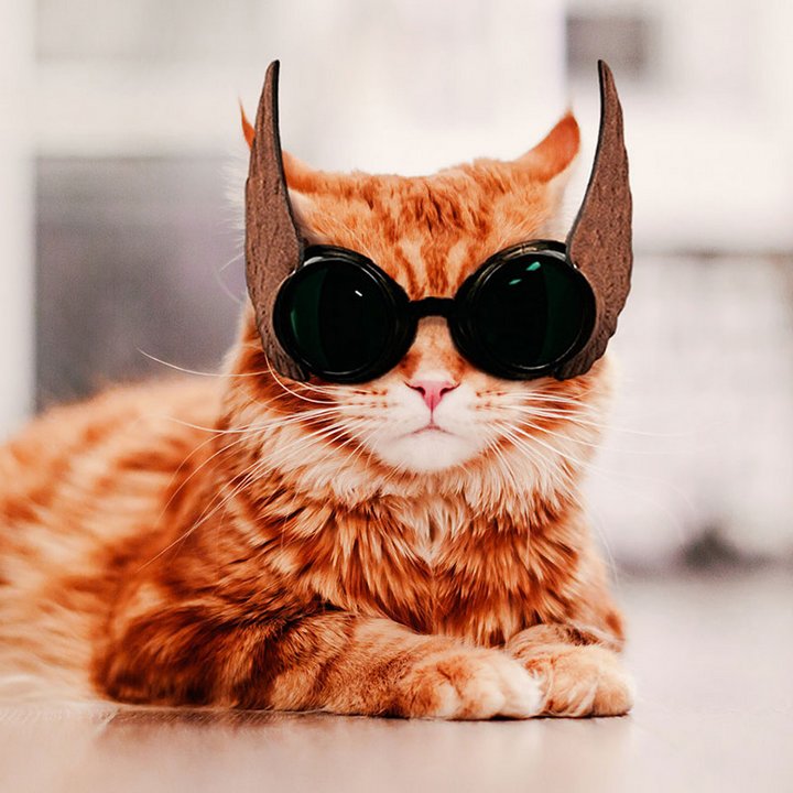 кот